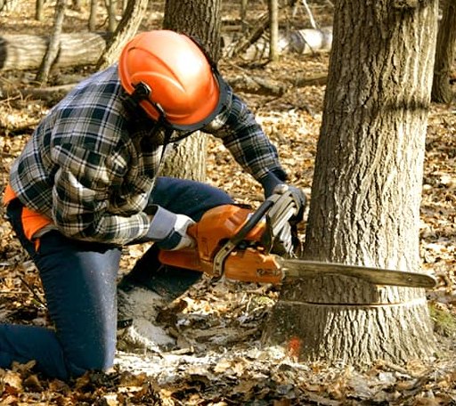 Tree Removal in Tescott, KS